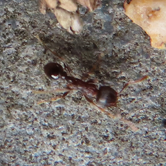 Tetramorium tsushimae