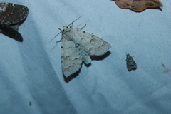 Acronicta innotata