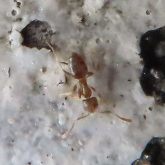 Paraparatrechina sakurae