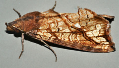 Plusiodonta arctipennis