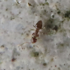 Paraparatrechina sakurae