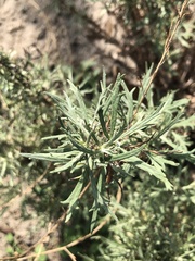 Artemisia palmeri