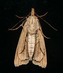 Plusiodonta arctipennis