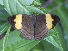 Adelpha irmina