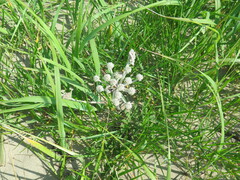 Glehnia littoralis