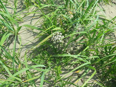 Glehnia littoralis