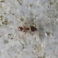 Paraparatrechina sakurae