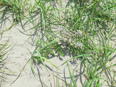 Glehnia littoralis
