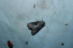 Lateroligia ophiogramma