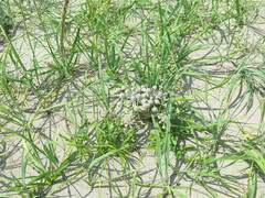Glehnia littoralis