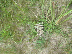 Glehnia littoralis