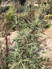 Artemisia palmeri