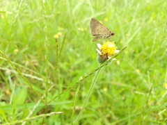 Callimormus saturnus