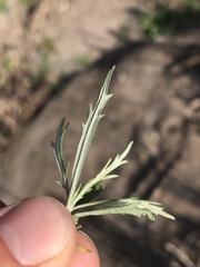Artemisia palmeri