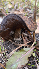 Leccinum scabrum