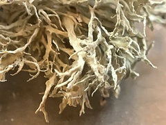 Ramalina farinacea