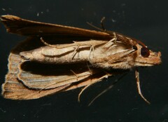 Plusiodonta arctipennis