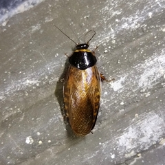 Pycnoscelus surinamensis