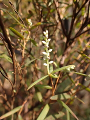 Leucopogon