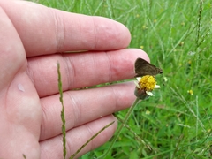 Callimormus saturnus