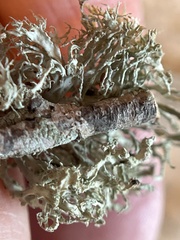 Ramalina farinacea