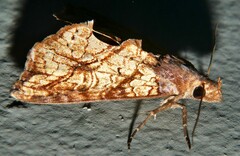 Plusiodonta arctipennis