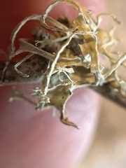 Ramalina leptocarpha