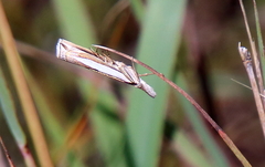 Crambus