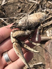 Procambarus clarkii