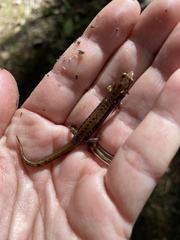 Desmognathus ochrophaeus