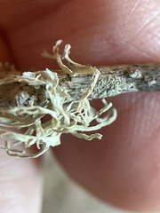 Ramalina leptocarpha