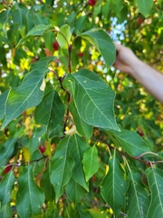 Malus