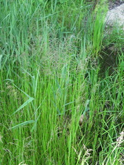 Glyceria arundinacea