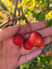 Malus