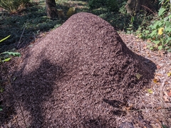 Formica integra