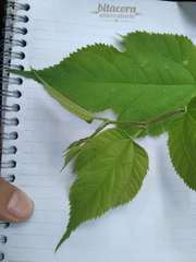 Moraceae