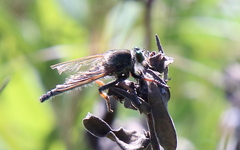 Promachus vertebratus