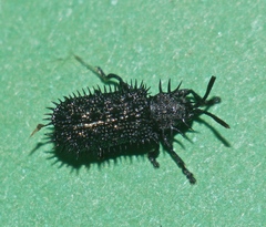 Hispellinus multispinosus