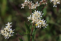 Solidago ptarmicoides