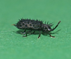 Hispellinus multispinosus
