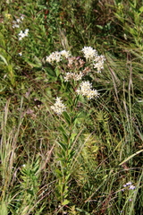 Solidago ptarmicoides