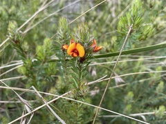 Pultenaea humilis