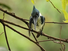 Chloroceryle amazona