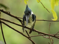 Chloroceryle amazona