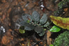 Gesneriaceae