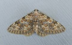 Zenophleps obscurata