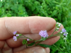 Cyanthillium cinereum