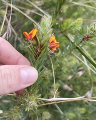 Pultenaea humilis