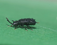 Hispellinus multispinosus