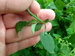 Cyanthillium cinereum